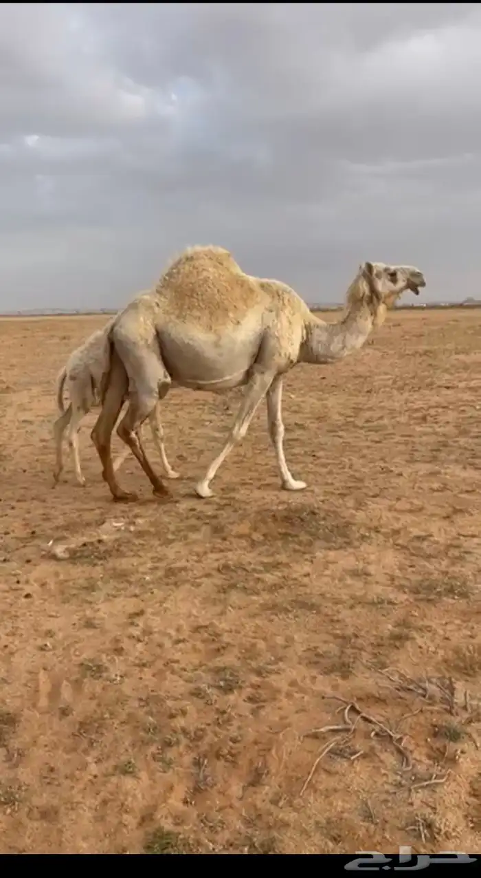 خلفه وضحا طيبه 0
