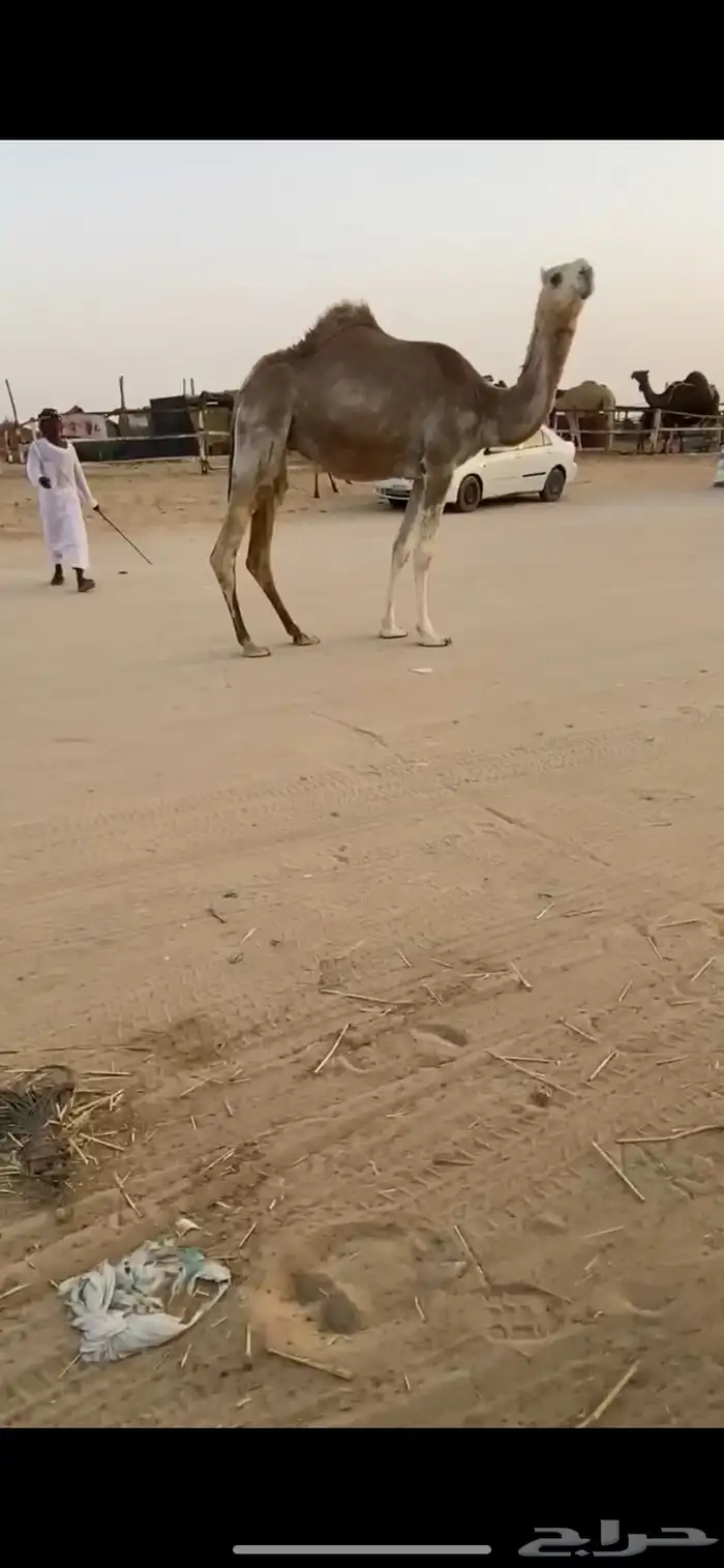 عرض عرض ل هل الزين بكره شقحاء 0