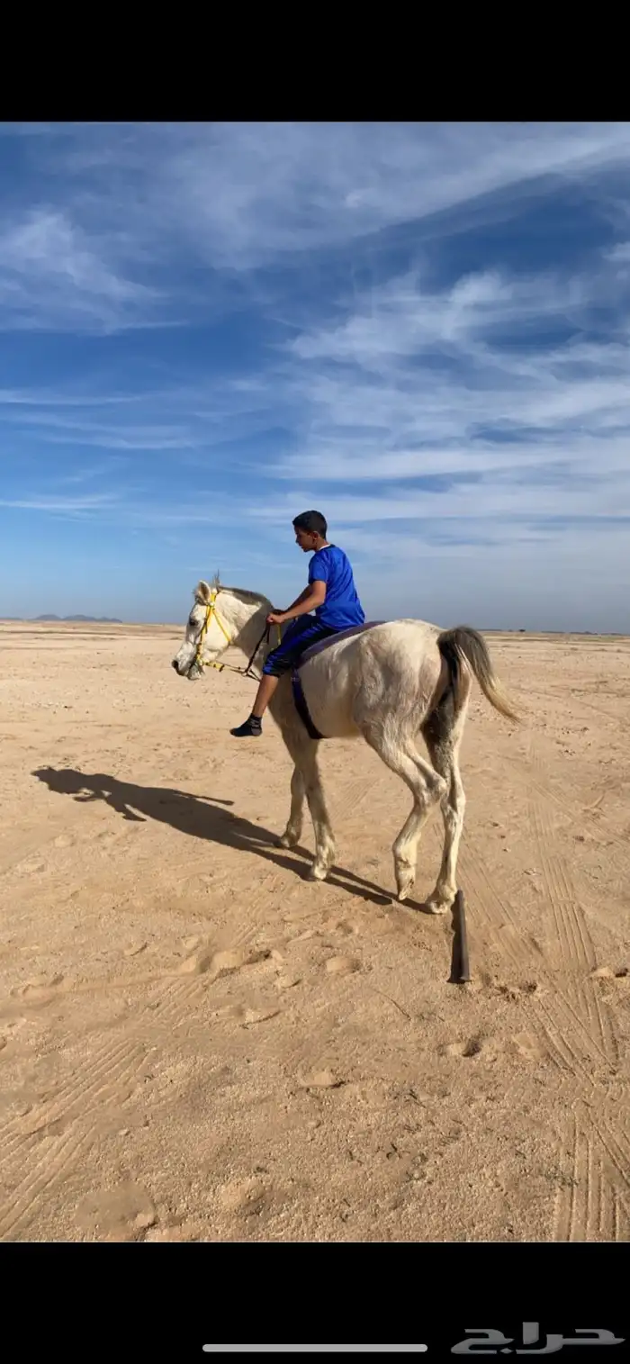 حصان ششعبي . 5