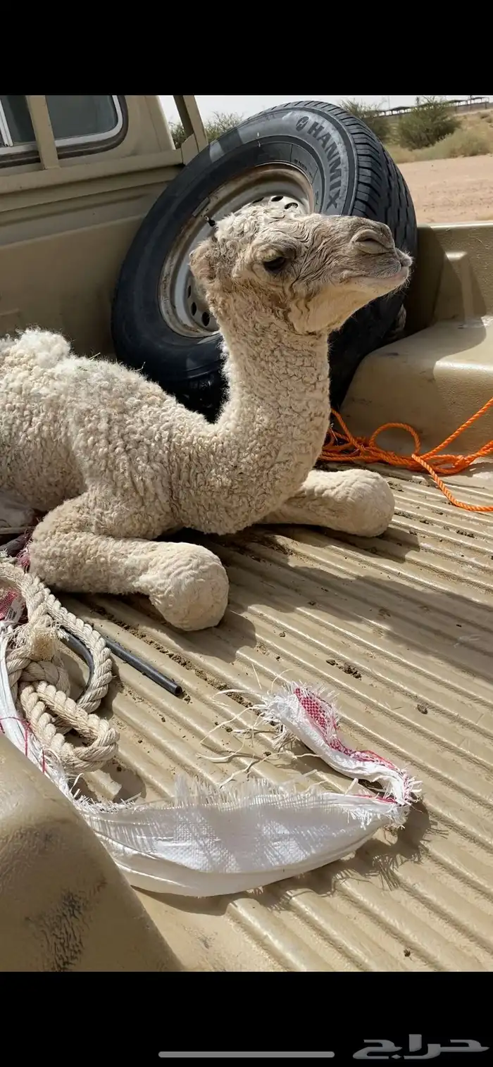 حوار ضيار 0