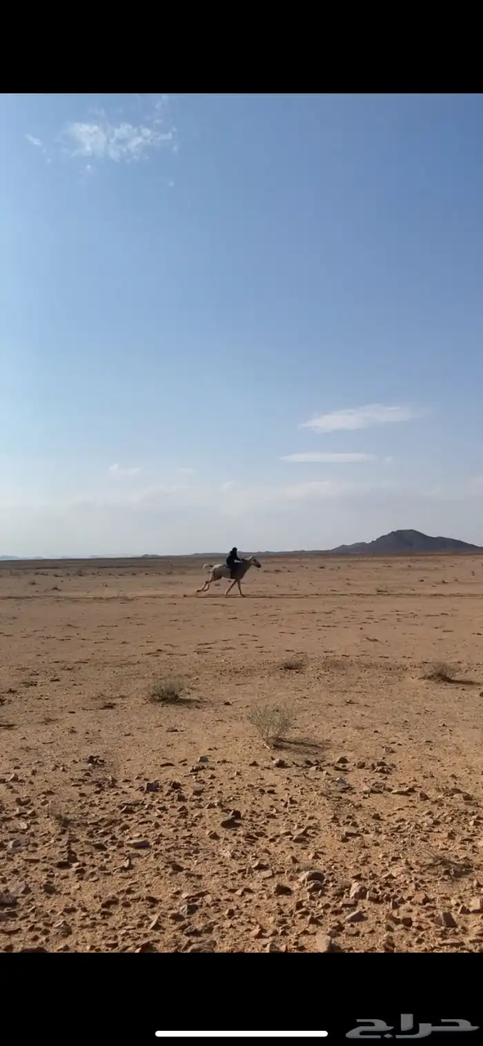 حصان ششعبي . 3