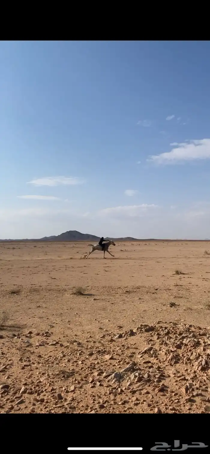 حصان ششعبي . 4