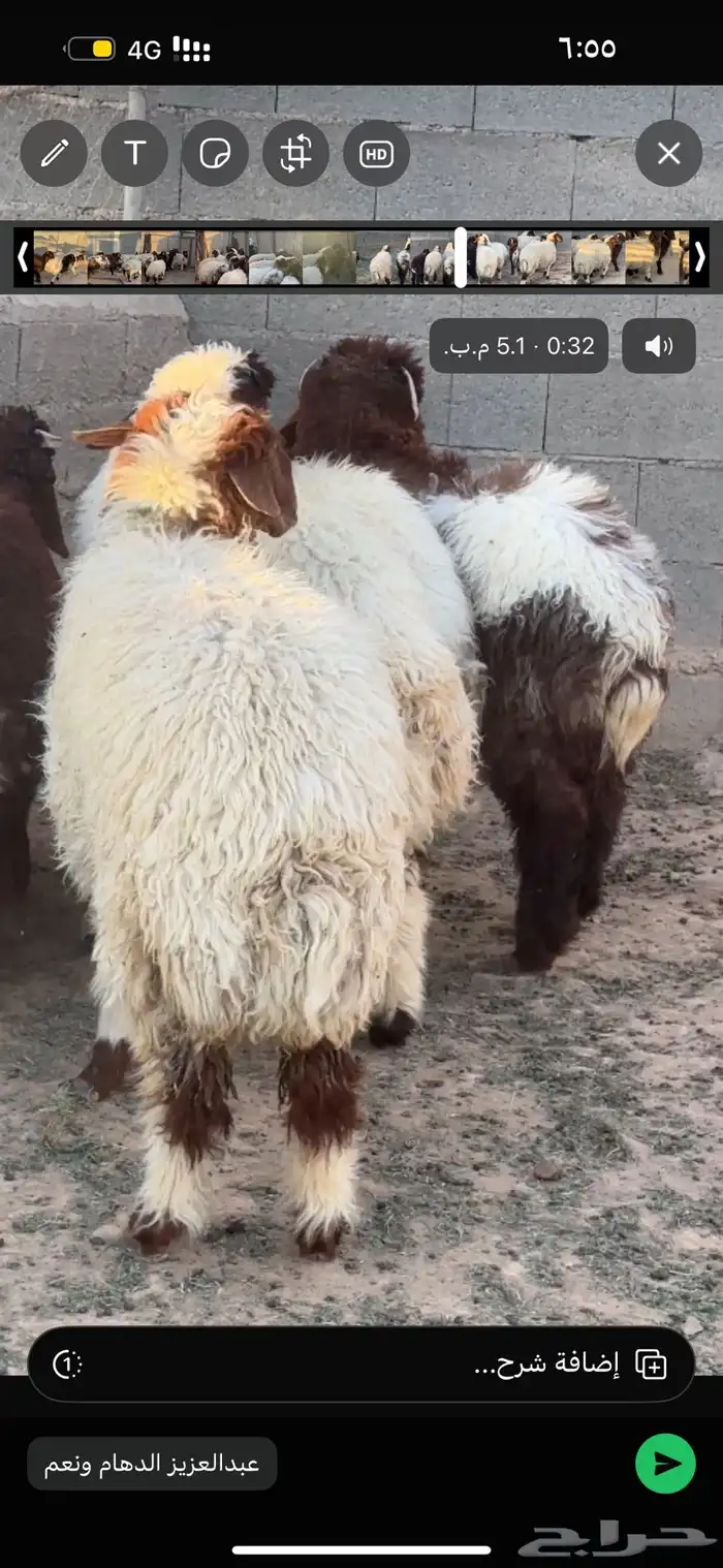 ذبايح بريه 2