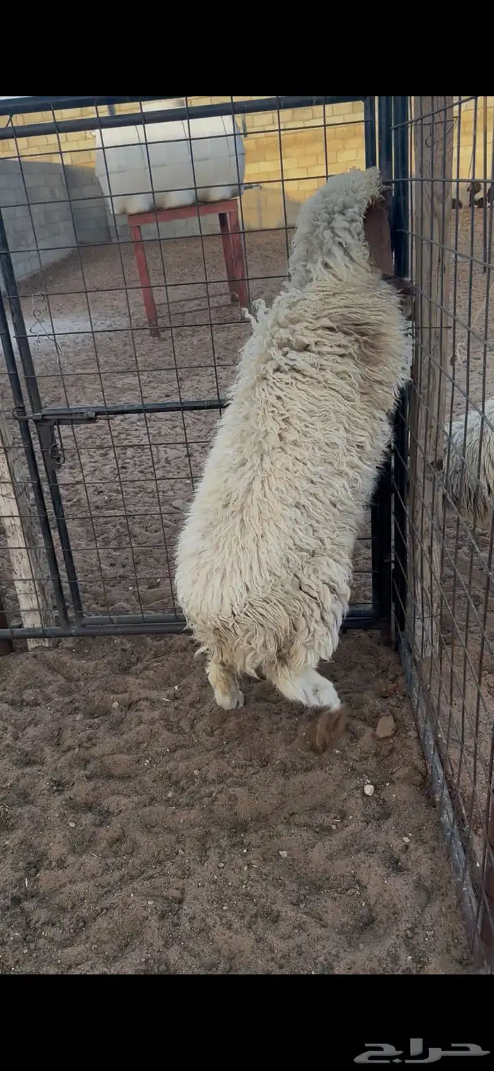 رخله شحم وعضم ومجس طيب 1