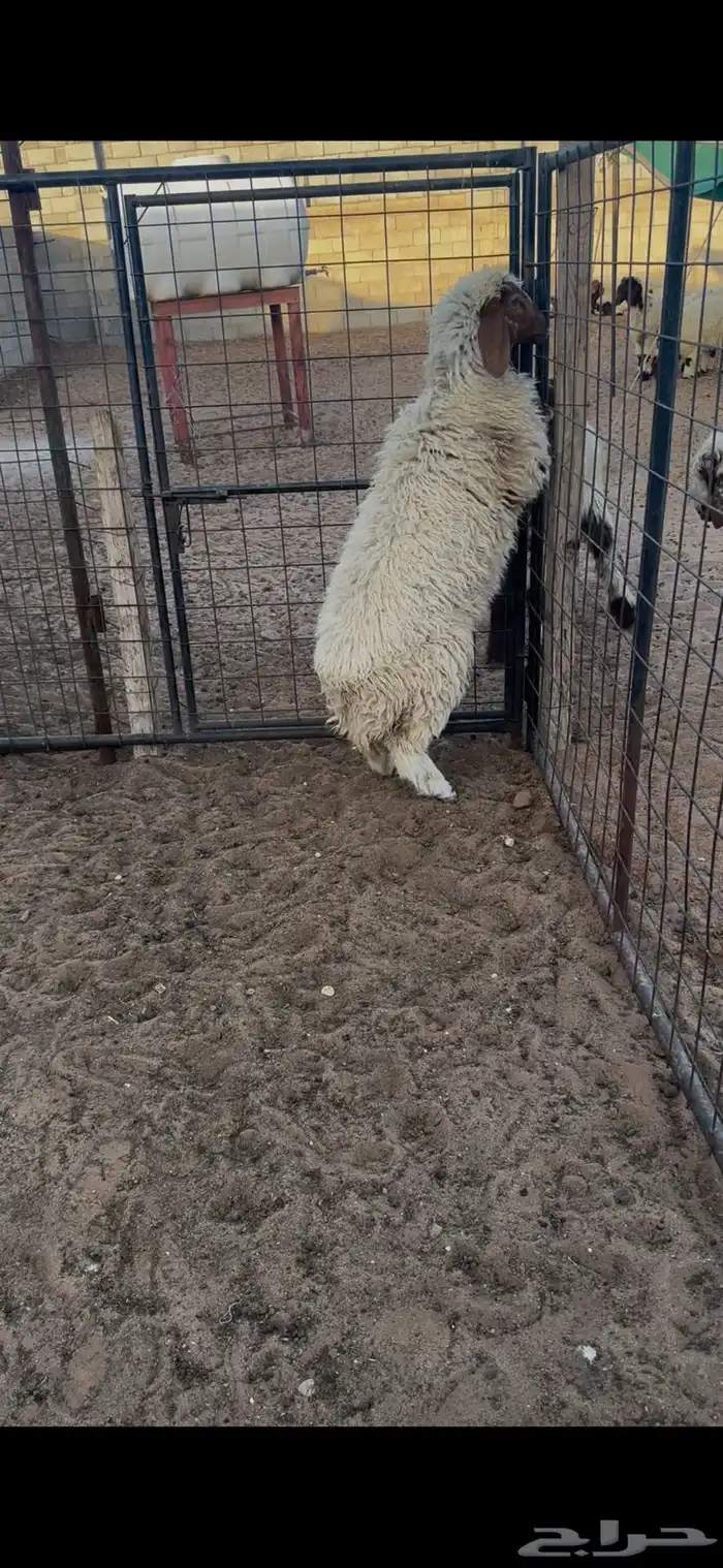 رخله شحم وعضم ومجس طيب 2