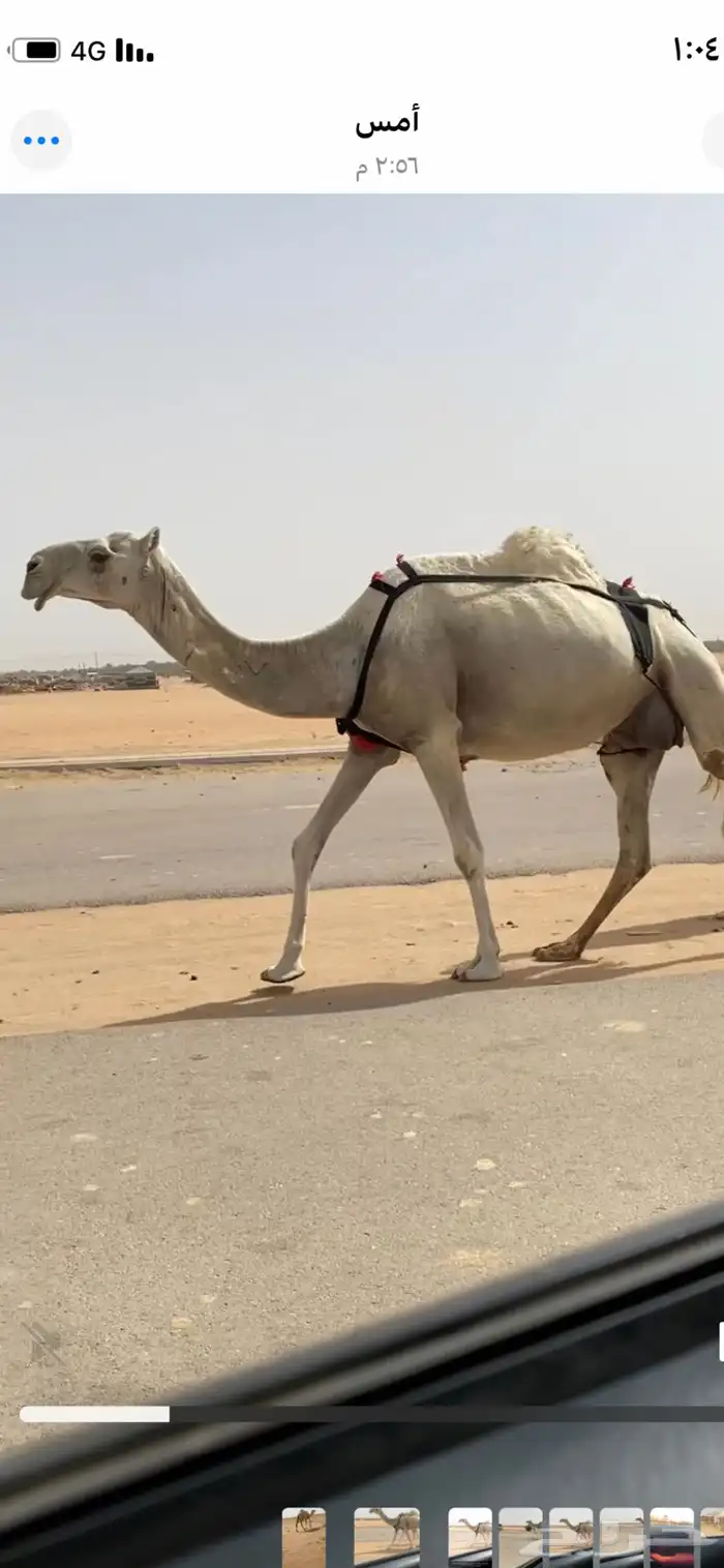 خلفه ثنو طيبه وهديه شرط 2