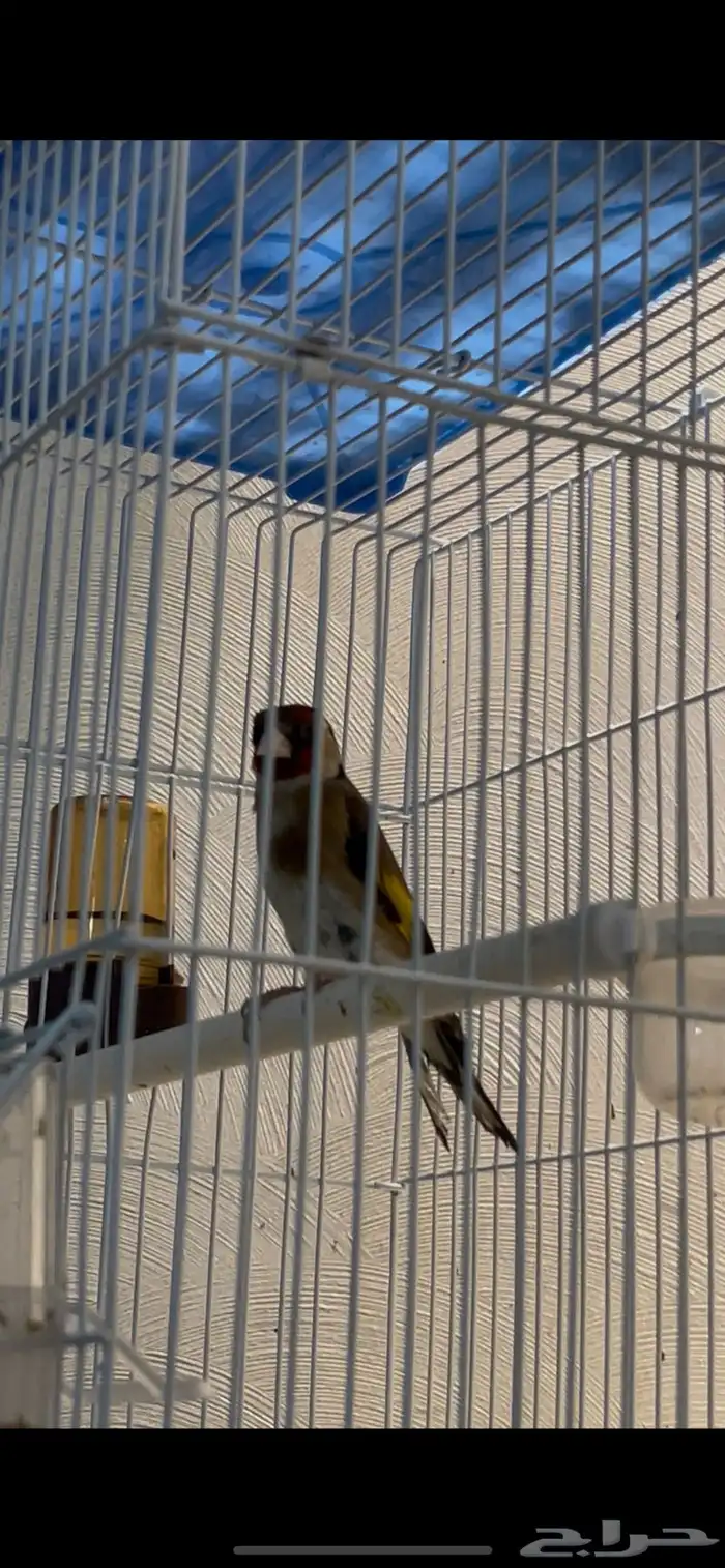 حسون سوري((تم البيع)) 0