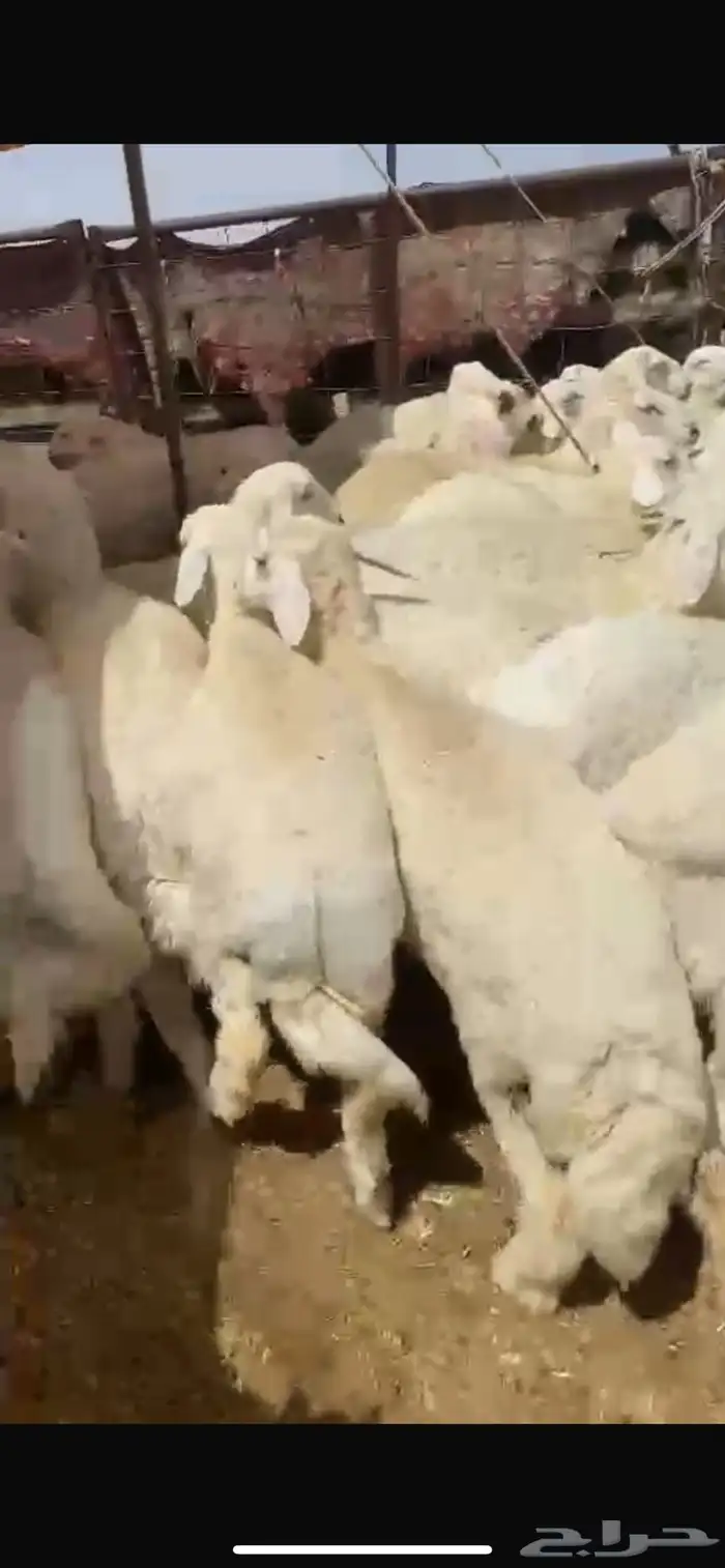 بهم للبيع شحم عدد60ورخال7 عمر5شهور ونص يضحي موقع شمال عفيف 1