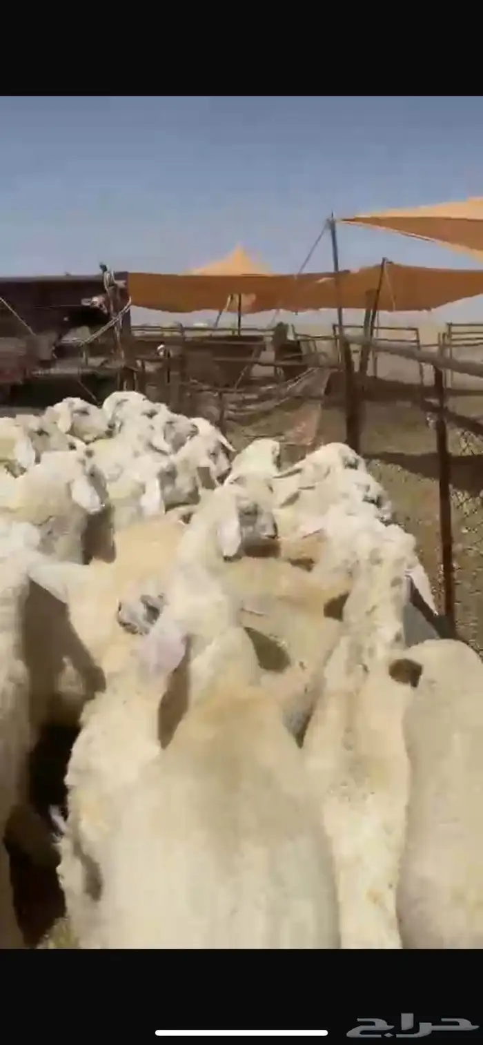بهم للبيع شحم عدد60ورخال7 عمر5شهور ونص يضحي موقع شمال عفيف 2
