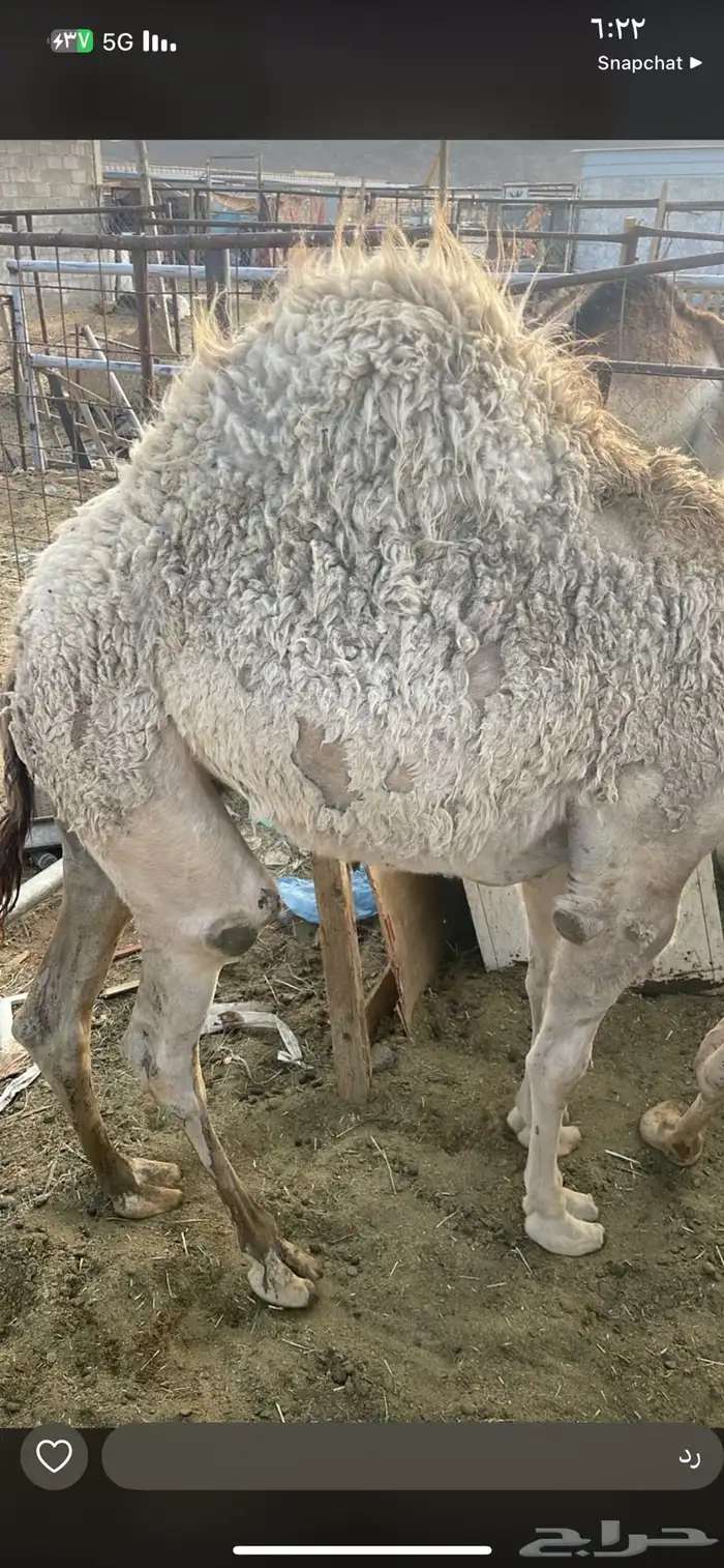 للبيع القعدان الكفو للمبادي وزواجات 7