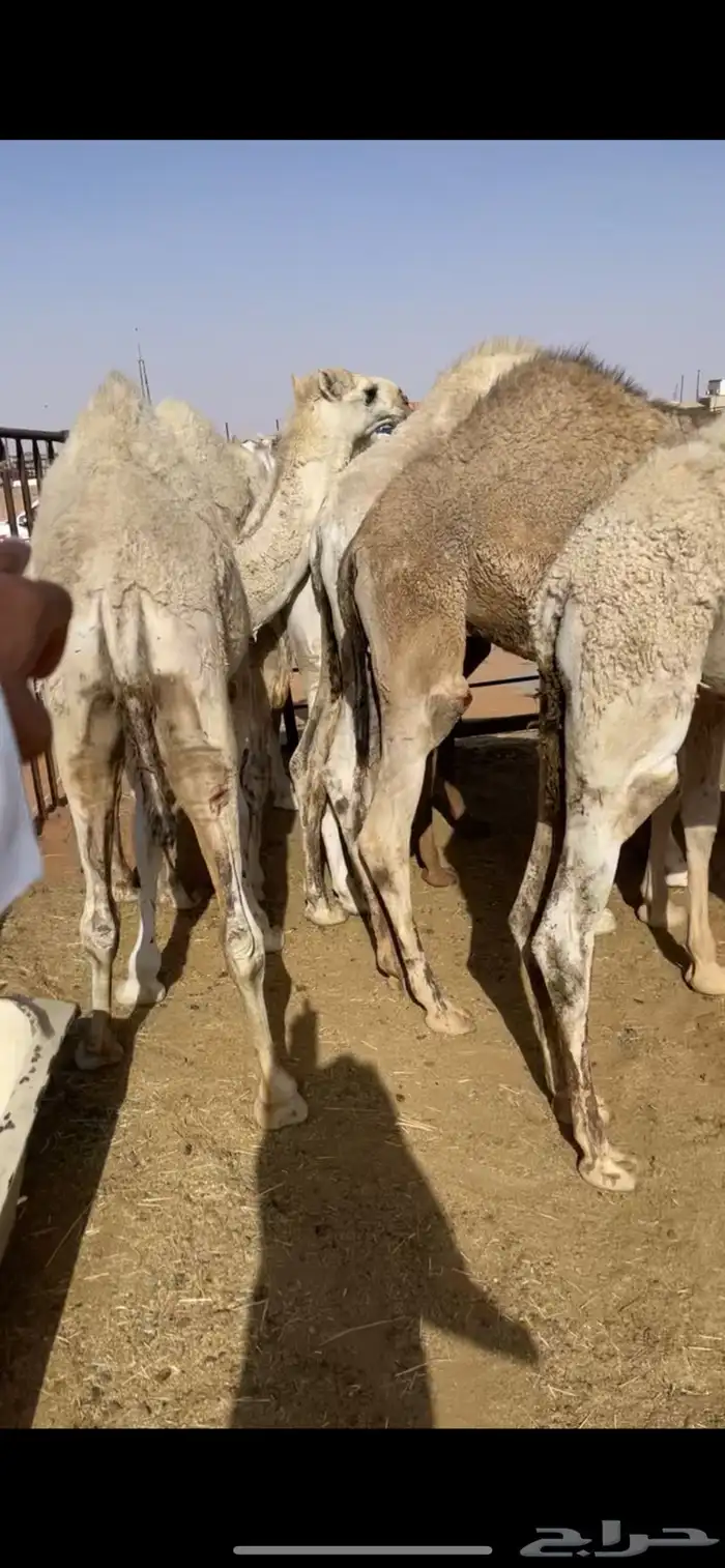 قعدان مفاريد 1