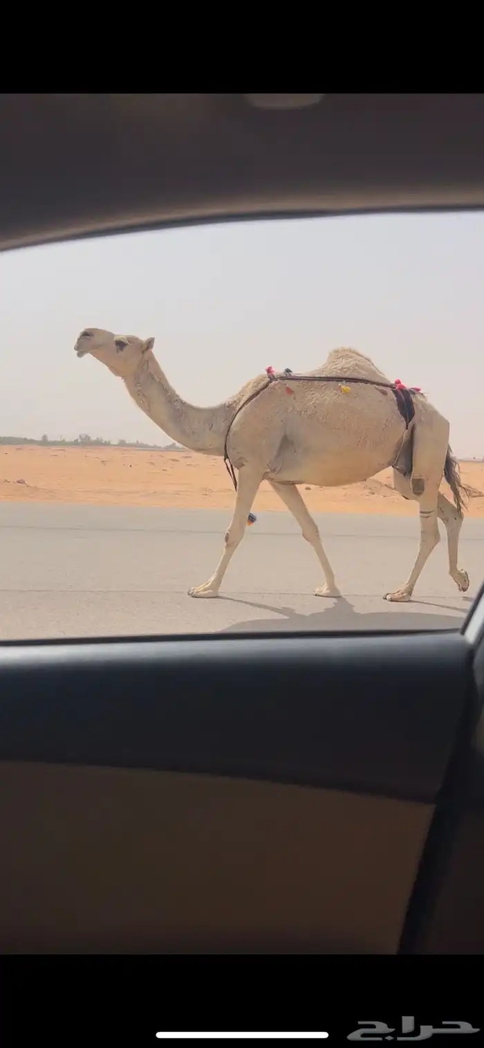 ضروبه ضريبه شقحا طيبه 2