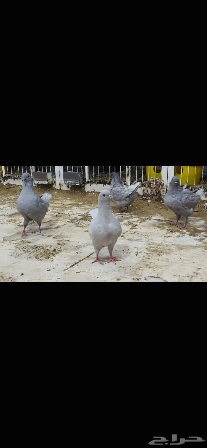 طبات مودينا لافندرات 7