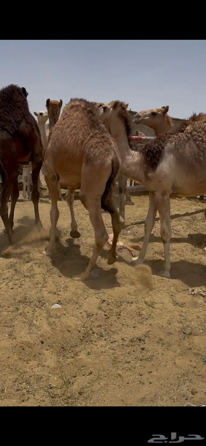 للبيع القعدان الكفو للمبادي وزواجات 2
