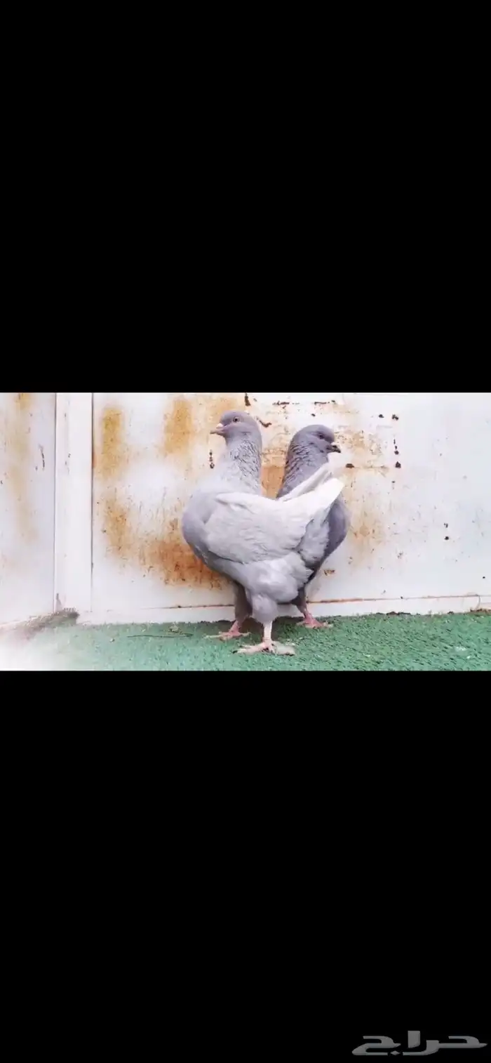طبات مودينا لافندرات 5
