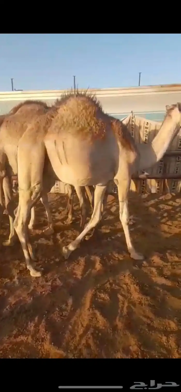 حشو مرابي فل تربية 5 شهور 0