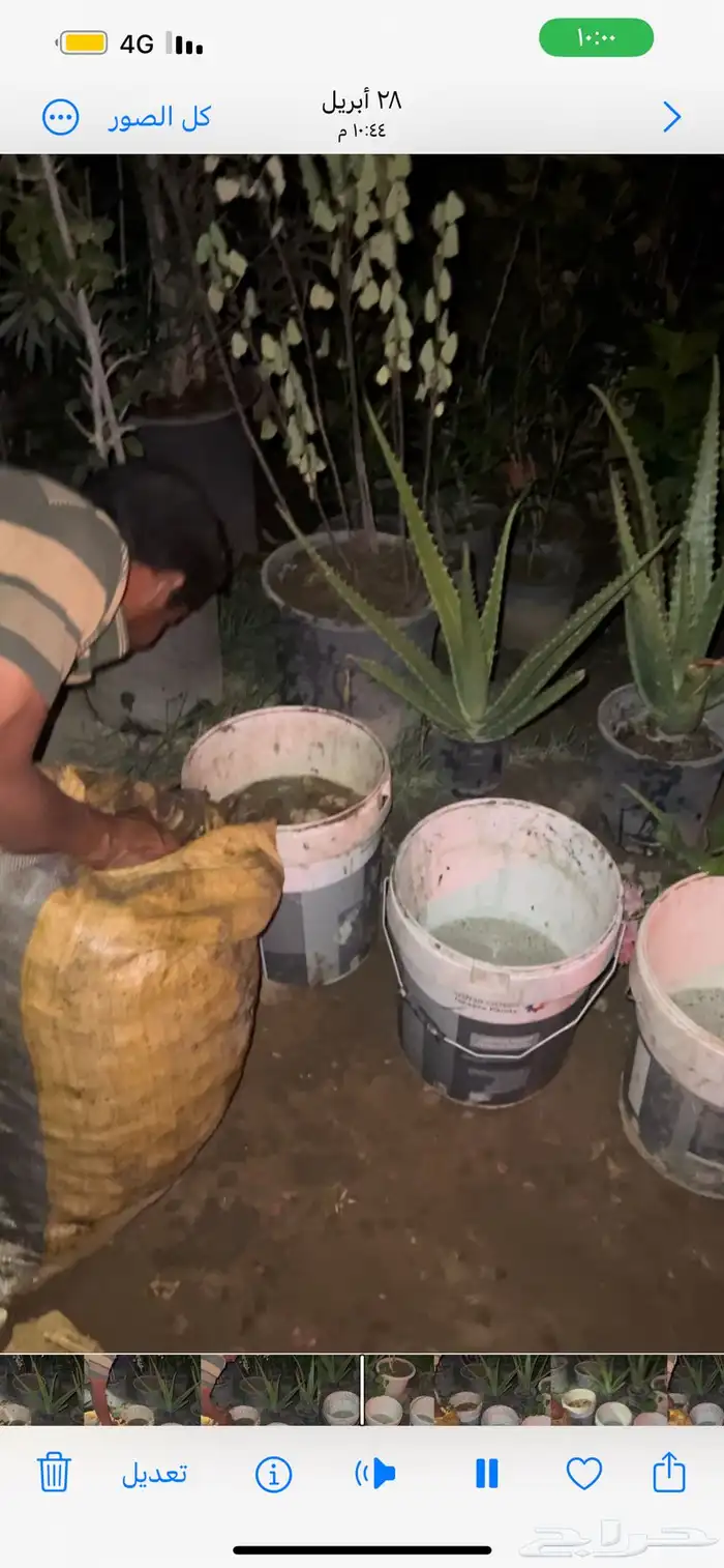 بذور مانقو مقشر 2
