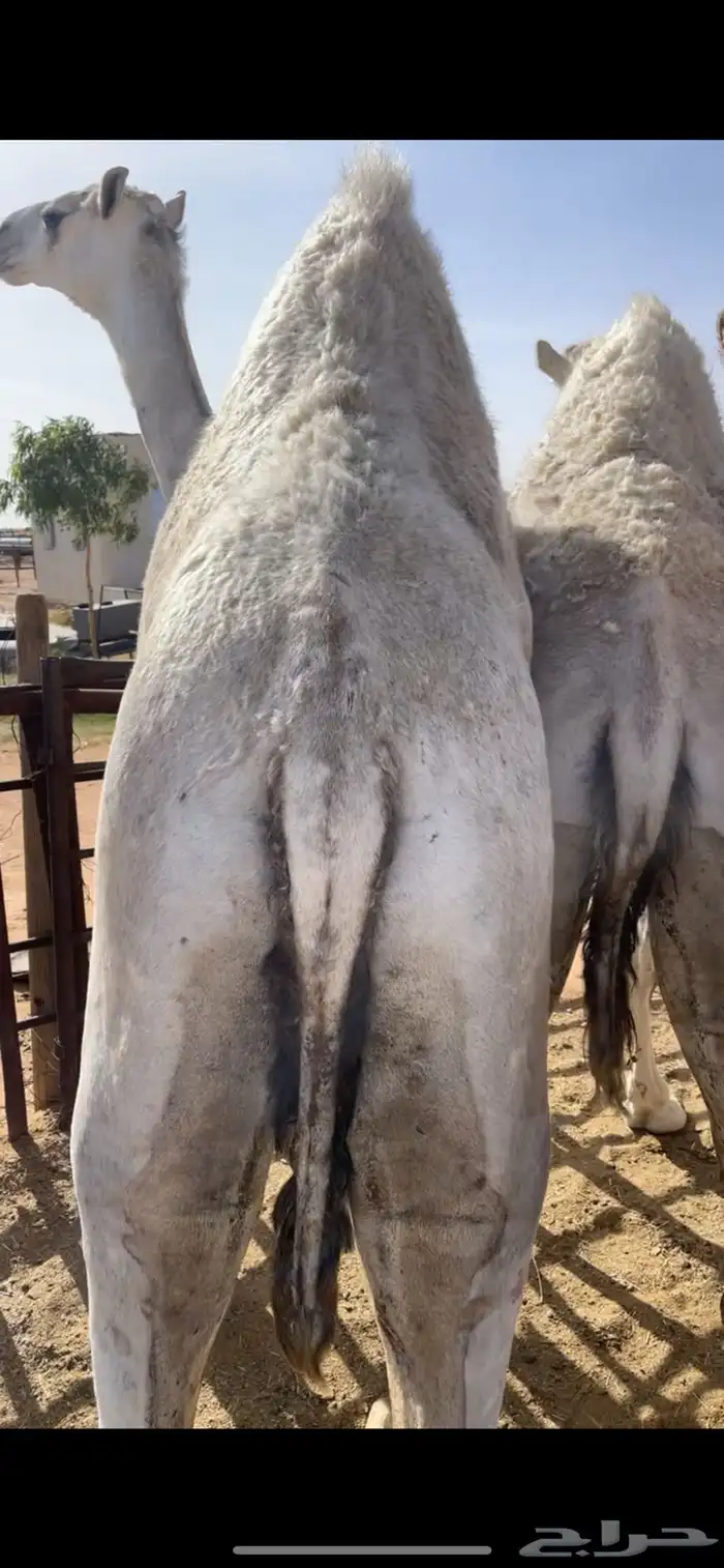 قعدان مفاريد 3