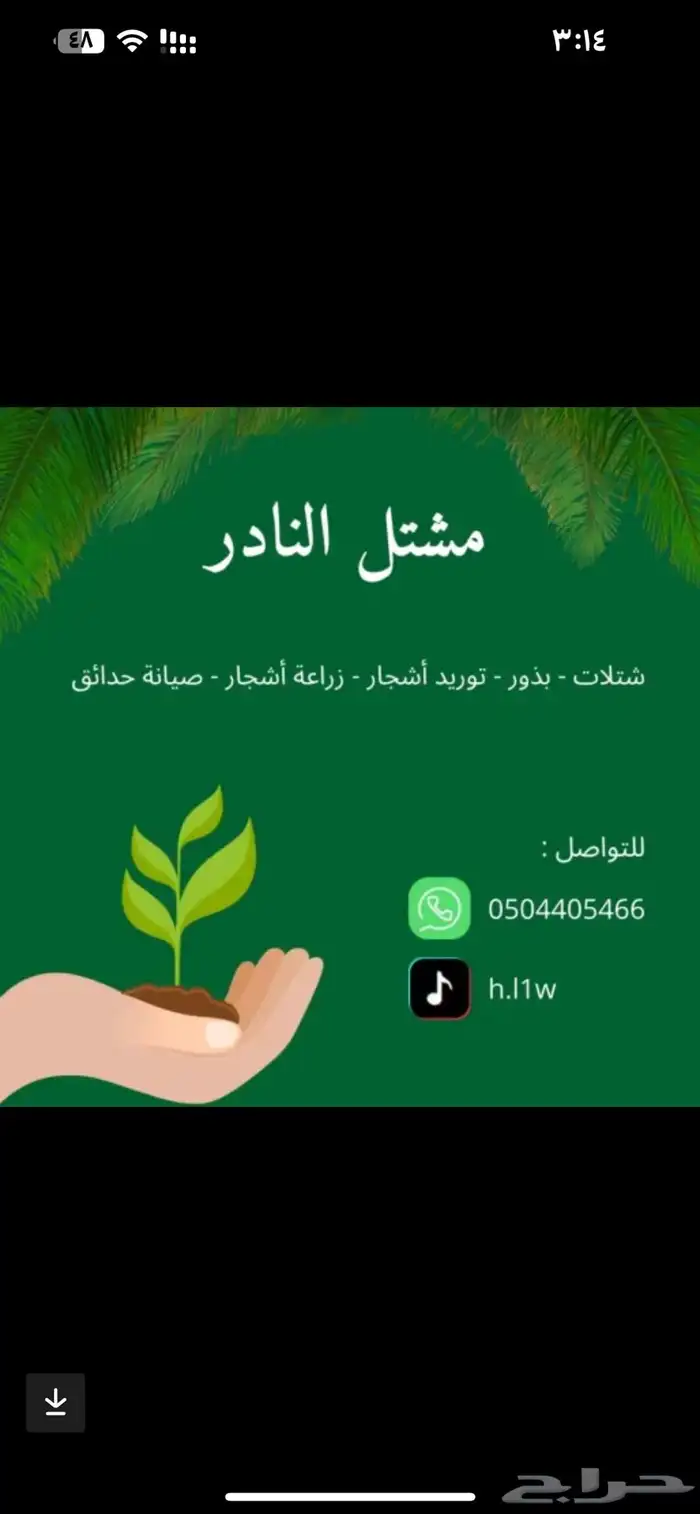 شتلات لليمون وأصناف مختلفة 5