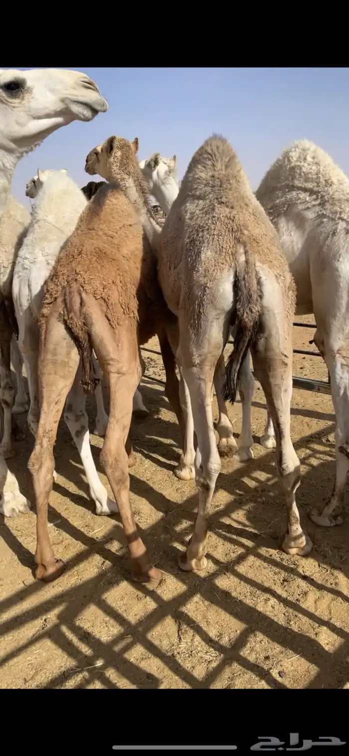 قعدان مفاريد 0