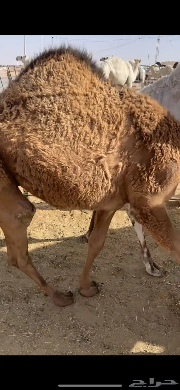قعدان مفاريد 2