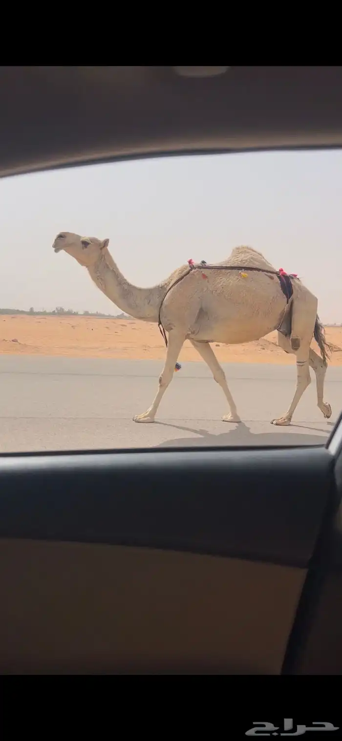 ضروبه ضريبه شقحا طيبه 0