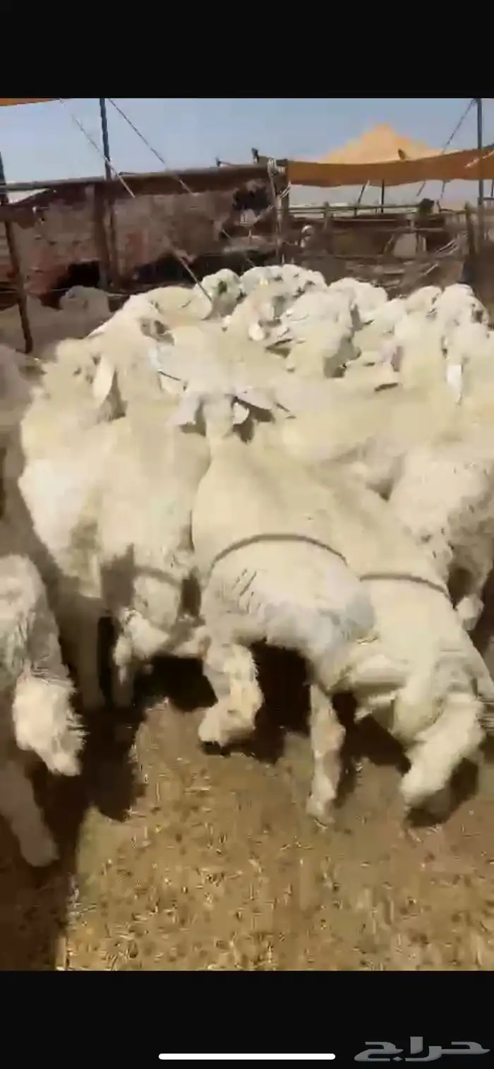 بهم للبيع شحم عدد60ورخال7 عمر5شهور ونص يضحي موقع شمال عفيف 0