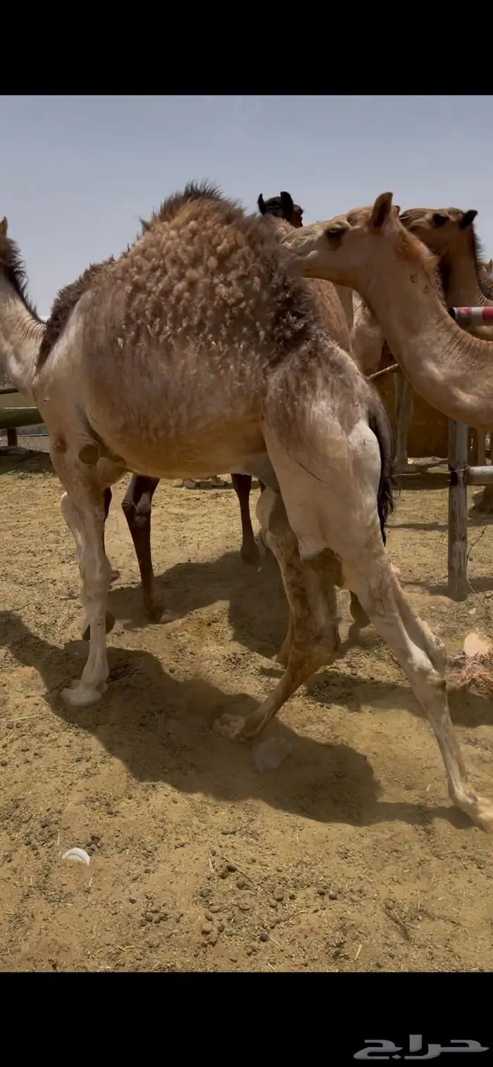 للبيع القعدان الكفو للمبادي وزواجات 4