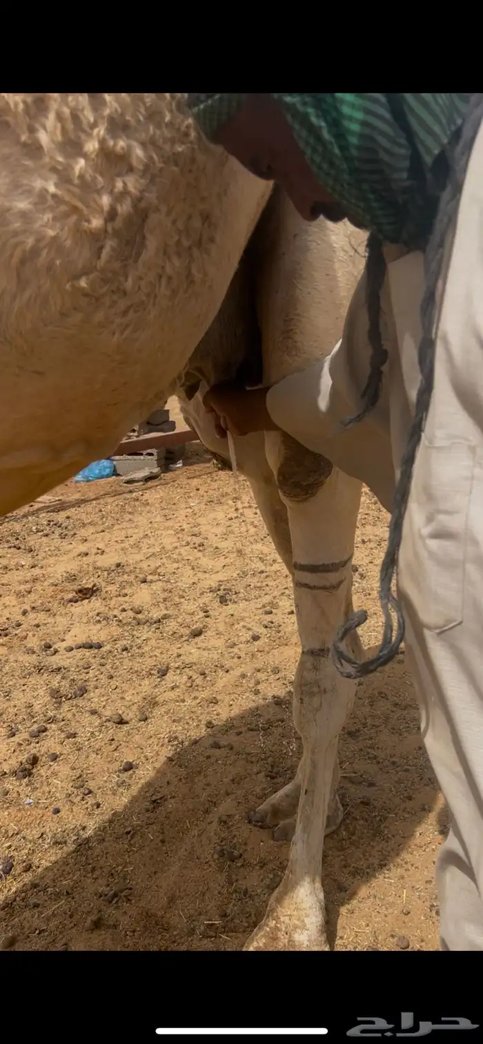 ضروبه ضريبه شقحا طيبه 3