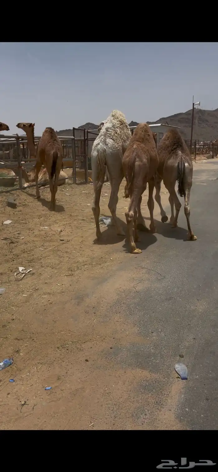 للبيع القعدان الكفو للمبادي وزواجات 0