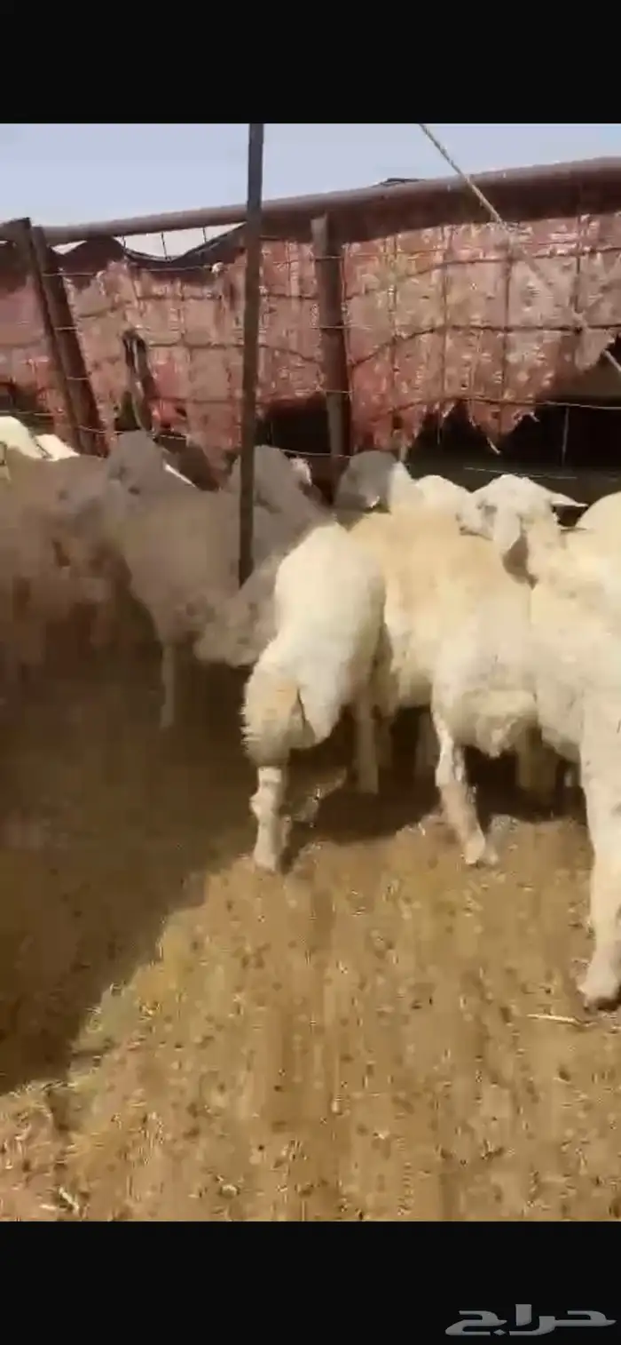 بهم للبيع شحم عدد60ورخال7 عمر5شهور ونص يضحي موقع شمال عفيف 6