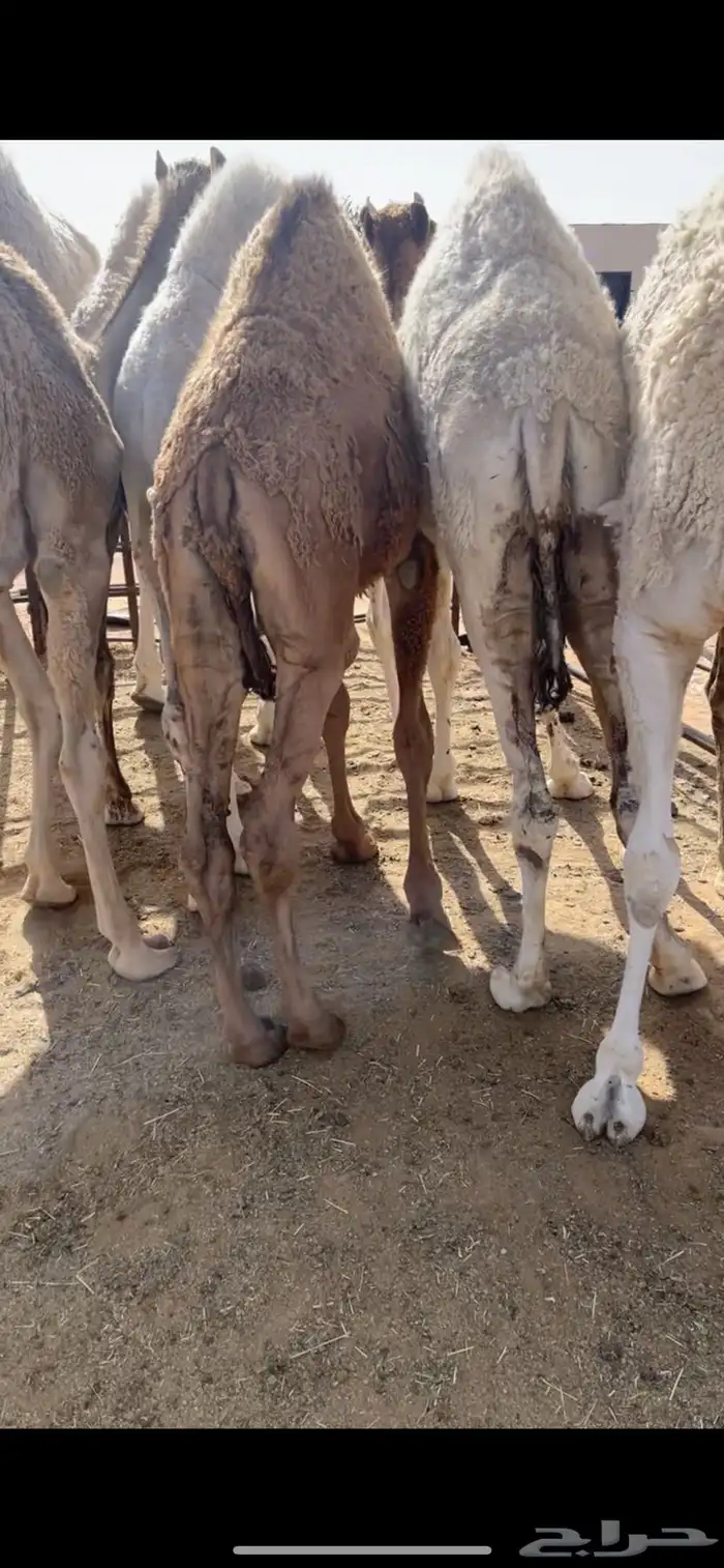 قعدان مفاريد 5