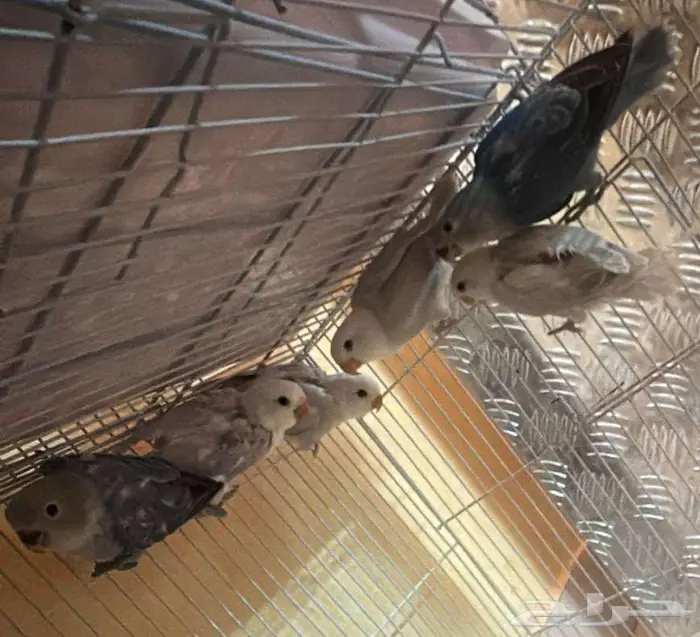للبيع فروخ روز 2