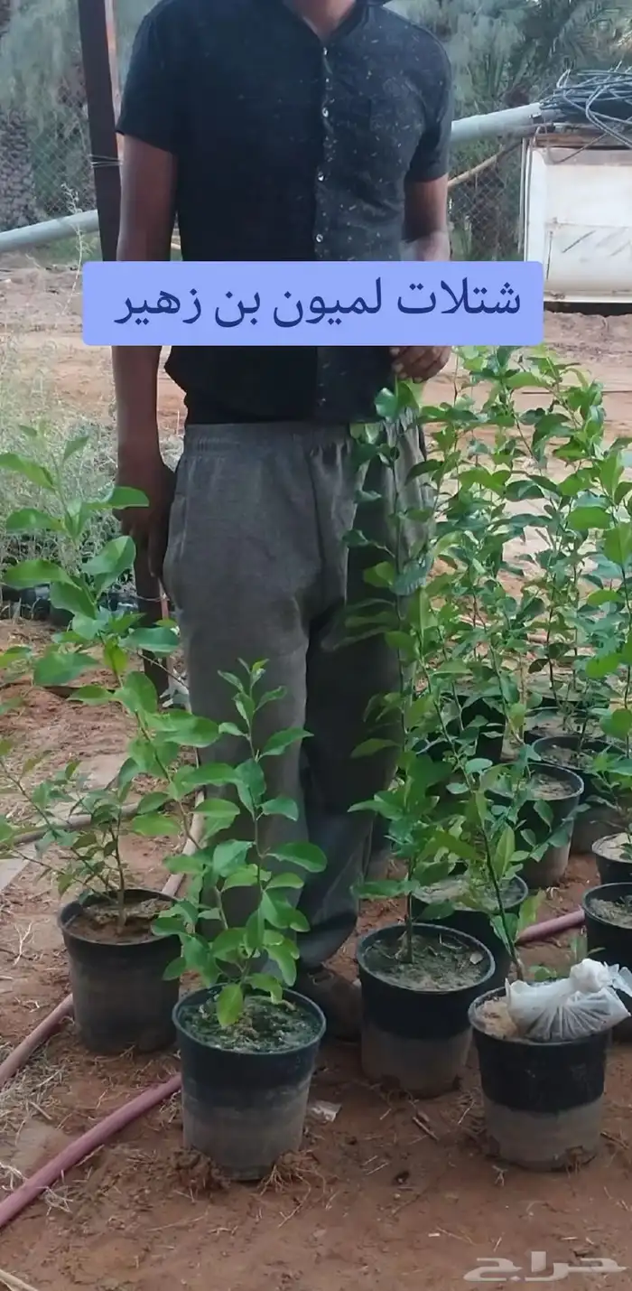 شتلات لليمون وأصناف مختلفة 2