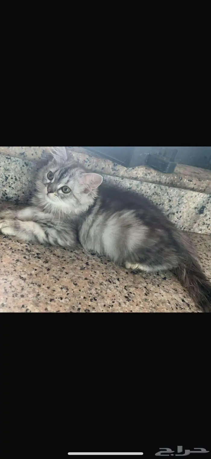 قطط شيرازي لتبني عاجل 0