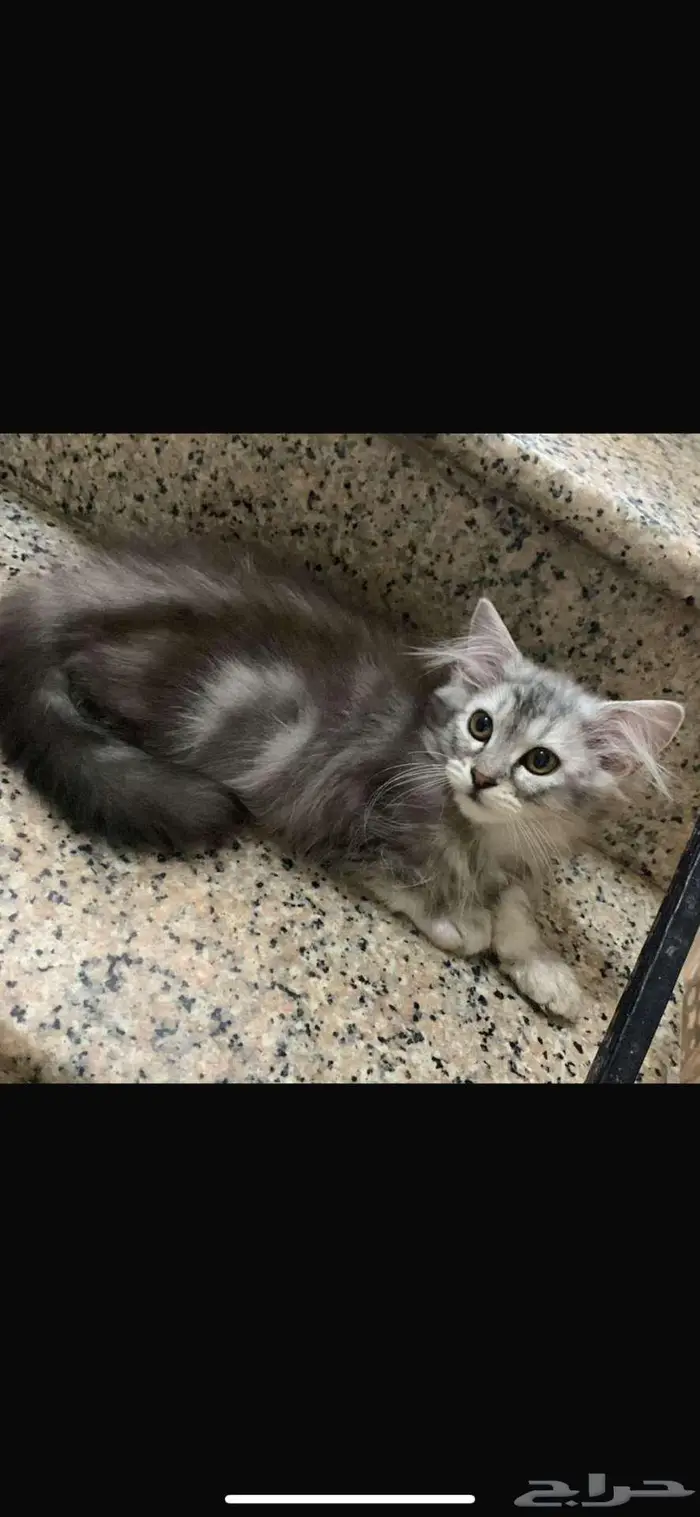 قطط شيرازي لتبني عاجل 1