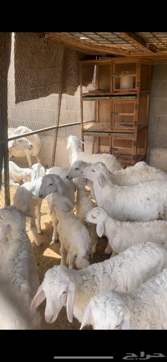 25يتبعن 25 حريات 0