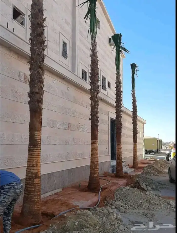 نخل واشنطني نخل عربي 0