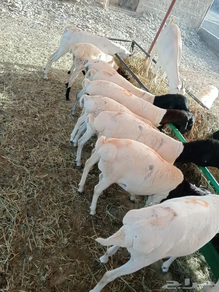 تيوس وبرابر صومالى للبيع 1
