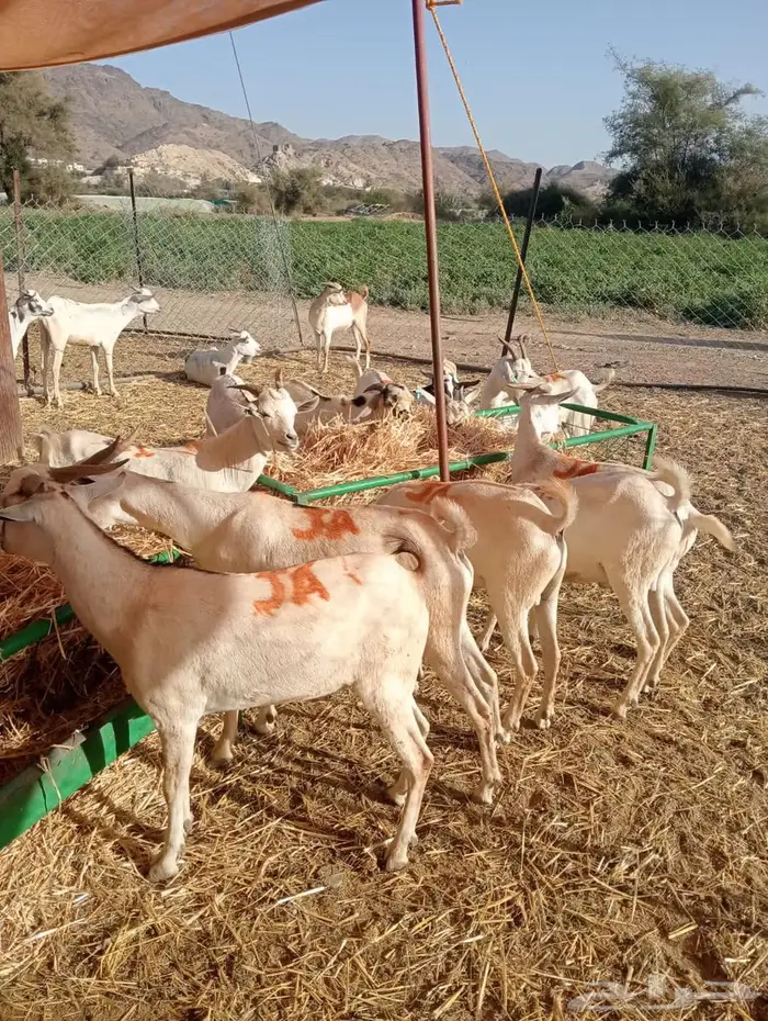 تيوس وبرابر صومالى للبيع 0