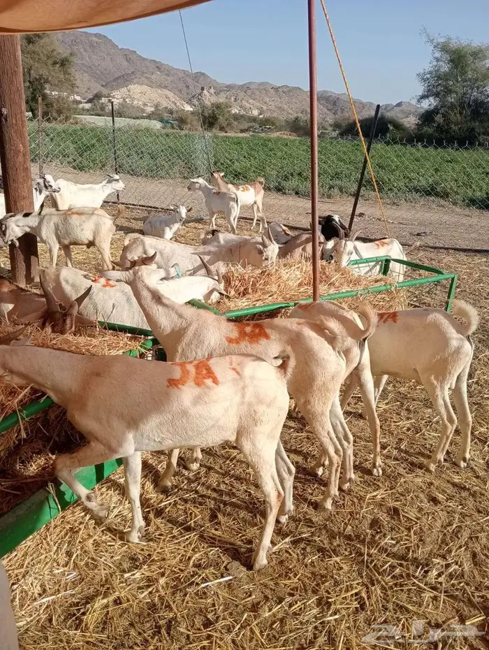 تيوس وبرابر صومالى للبيع 3