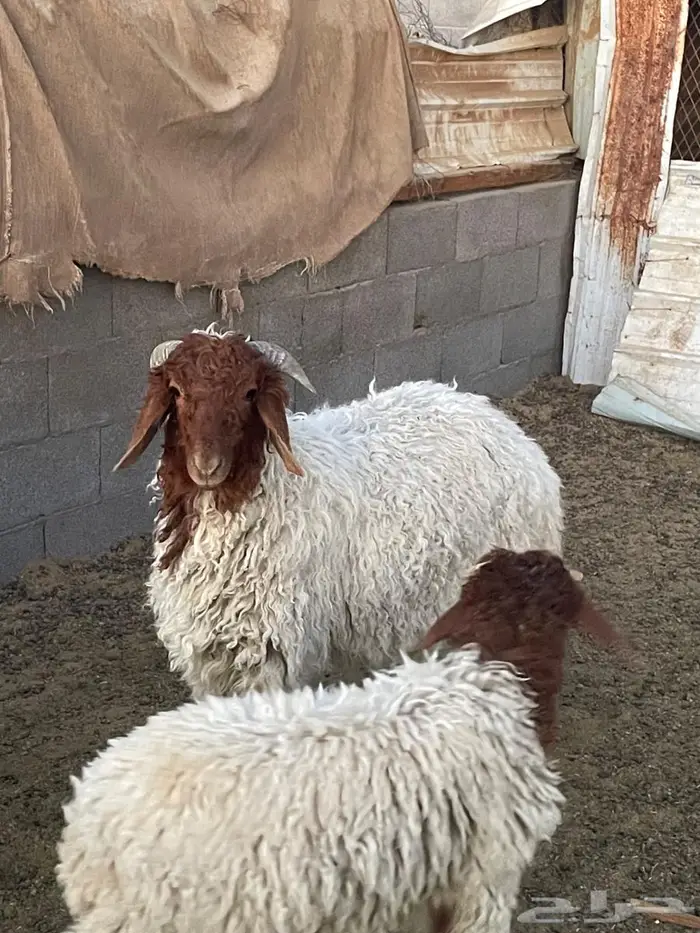 للبيع نعيم وتيس 1