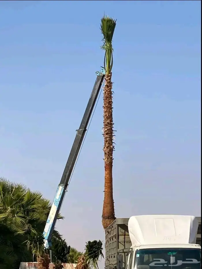 نخل واشنطني نخل عربي 1