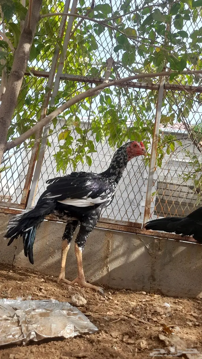 فواخر الدجاج السندي و شانجرا البيور من إنتاج العم غبشان 2