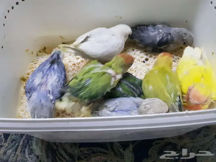 فروخ روز يقبلو الغر بشراهه 3