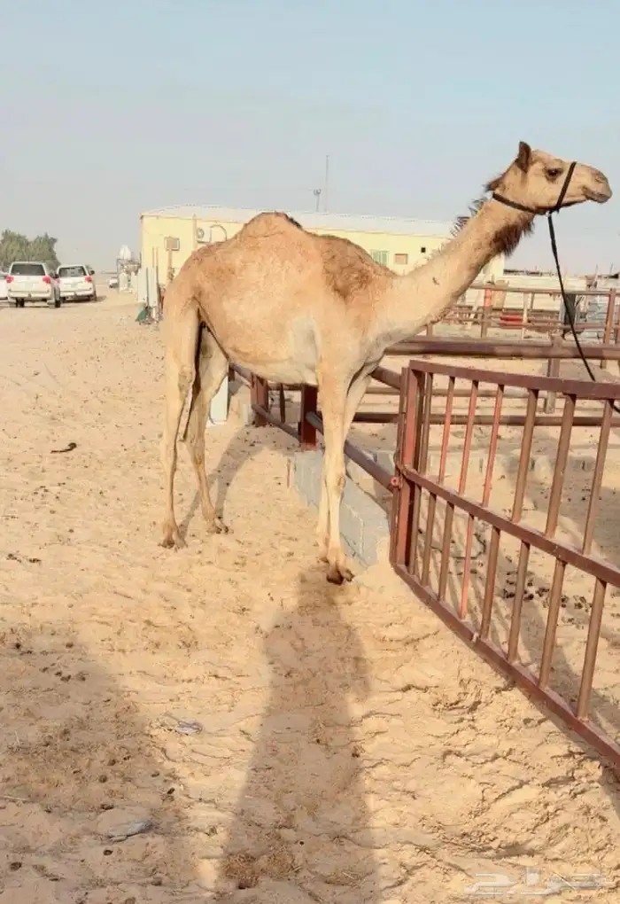 للبيع حقه راهيه ضغط عالي شكل وسلاله 0