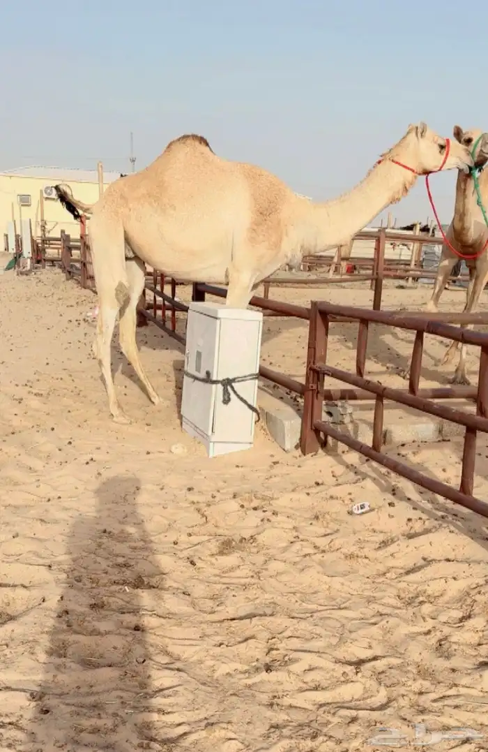 لقحه بنت شاهين الحوات للبيع هجن 0
