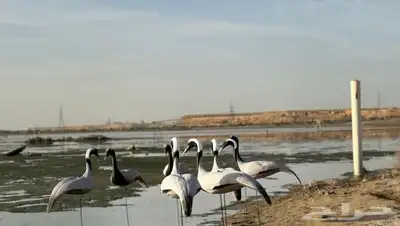 مجسم كرك رهو مجسمات كرك تماثيل كرك رهو مخاييل كرك رهو 3