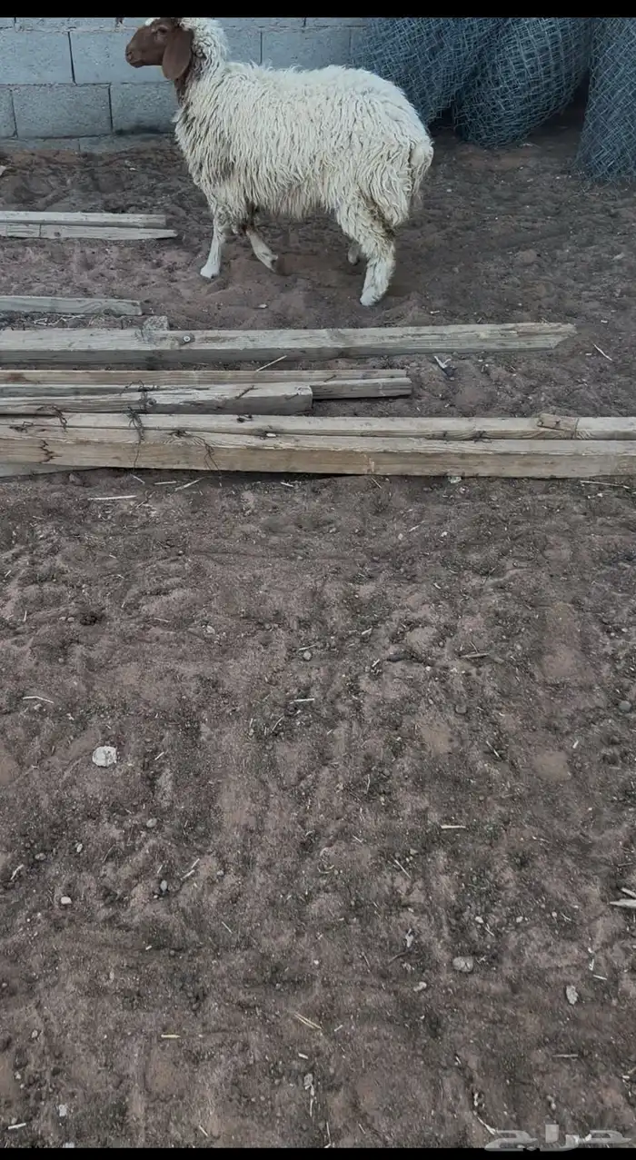 رخله شحم وعضم ومجس طيب 0