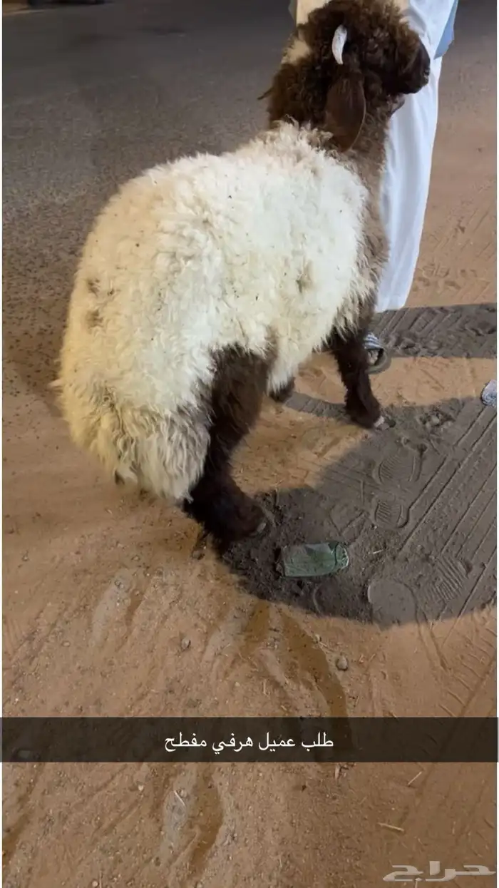 ذبائح حائل 6